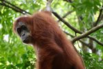 Sumatra Orangutan Tours With Local Guides