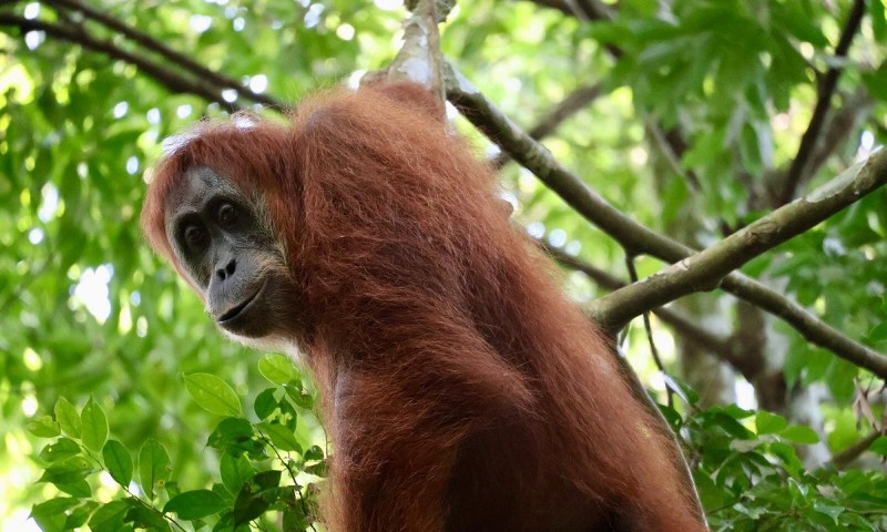 Sumatra Orangutan Tours With Local Guides